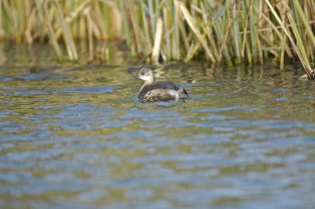 little grebe, little grebes-5.jpg - LITTLE GREBE - ARUNDEL, WEST SUSSEX - 1.2.08